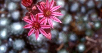 La réserve naturelle du Tanet - Gazon du Faing