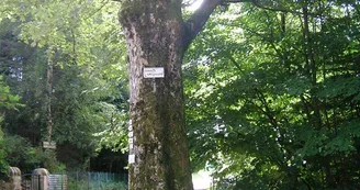 Érable sycomore