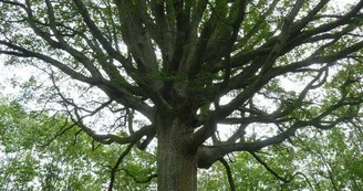 Des arbres et des ailes