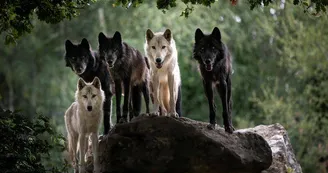 loup Mackenzie AGN8153 @MNHN A. Iatzoura loup Mackenzie AGN8153 @MNHN A. Iatzoura