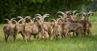 Mouflon-manchettes-RZHT-AGN6435--MNHN-A.-Iatzoura Mouflon-manchettes-RZHT-AGN6435--MNHN-A.-Iatzoura
