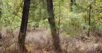 Tourbiere des landes
