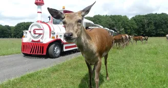 Réserve de Beaumarchais, Autrèche - Biche Réserve de Beaumarchais, Autrèche - Biche