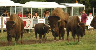 Réserve de Beaumarchais, Autrèche - Bisons d'Amérique Réserve de Beaumarchais, Autrèche - Bisons d'Amérique