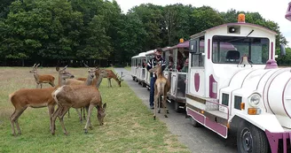 Réserve de Beaumarchais, Autrèche - Cerfs et biches Réserve de Beaumarchais, Autrèche - Cerfs et biches