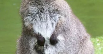 Réserve de Beaumarchais, Autrèche - Wallaby de Bennett Réserve de Beaumarchais, Autrèche - Wallaby de Bennett