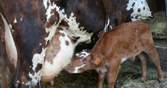 Ferme-du-Plessis-Dore---Poulaines