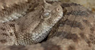 bébé tortue
