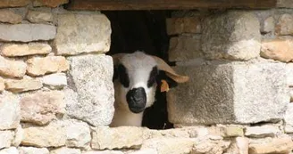 Un des moutons des cinq continents