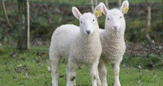 Mouton Village Vasles 2BD