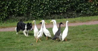 Le travail du chien de berger