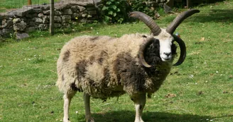 Jacob le mouton