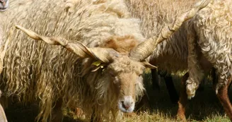 Racka Parc Mouton Village