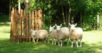 Border Leicester Mouton Village