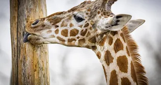 11. GIRAFE