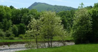 Au bord du ruisseau