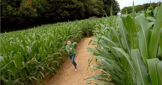 Labyrinthe Végétal_2