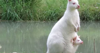 Moulin de Poyaller - Wallabies_7
