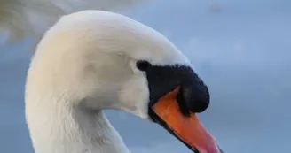 Cygne
