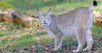 Lynx, Zoodyssée, parc animalier à Villiers-en-Bois