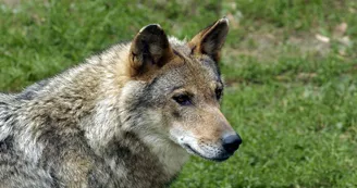 Le loup, Zoodyssée, parc animalier à Villiers-en-Bois