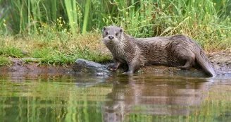 La loutre d'Europe, Zoodyssée, parc animalier à Villiers-en-Bois