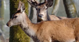 Cerf élaphe,  Zoodyssée, parc animalier à Villiers-en-Bois