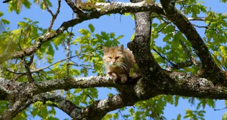 Zoodyssée - Chat sauvage