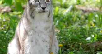 Zoodyssée - Lynx