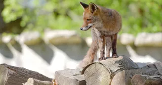 Renard,  Zoodyssée, parc animalier à Villiers-en-Bois