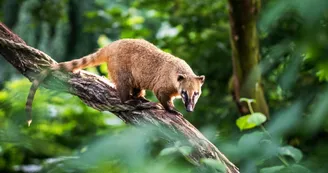 coatis roux