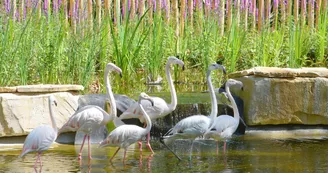 Flamants roses, Zoodyssée, parc animalier à Villiers-en-Bois