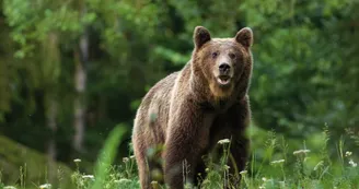 Ours brun