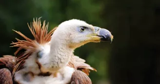 Vautour