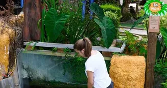 Jungle-Golf-4