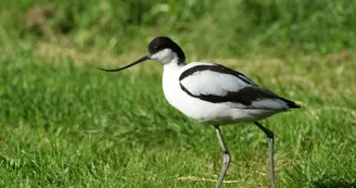 Le parc ornithologique "Les Oiseaux du Marais poitevin" à Saint-Hilaire-la-Palud