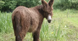 Le baudet du Poitou