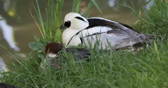 Une des 70 espèces d'oiseaux du Marais Poitevin présentes au parc