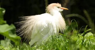 Une des 70 espèces d'oiseaux du Marais Poitevin présentes au parc