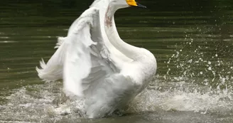 Cygne Chanteur