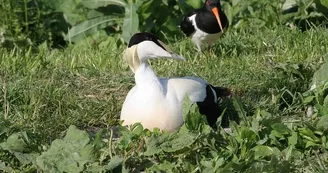 Eider hutrier