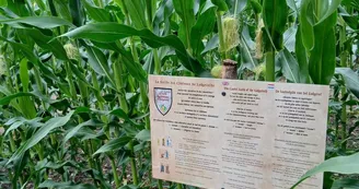 Périgord Inattendu - Labyrinthe de mais à Vendoire