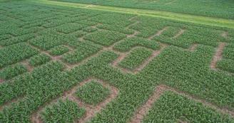 Périgord Inattendu - Labyrinthe de mais à Vendoire
