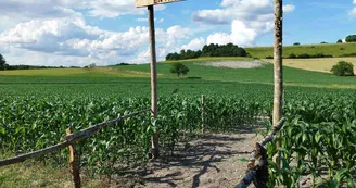 Périgord Inattendu - Labyrinthe de mais à Vendoire