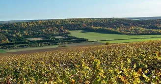 POint de vue et vignoble Montgueux.jpg