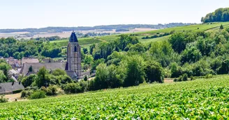 Vignoble (23).jpg Vignoble (23).jpg
