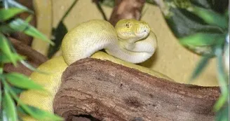 Le Reptilarium du Larzac