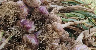 ail violet 1 - Ferme de Fabart Brignemont (1) ail violet 1 - Ferme de Fabart Brignemont (1)
