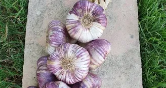 ail violet 1 - Ferme de Fabart Brignemont (5) ail violet 1 - Ferme de Fabart Brignemont (5)