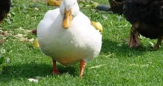 Ferme Gulauret canard